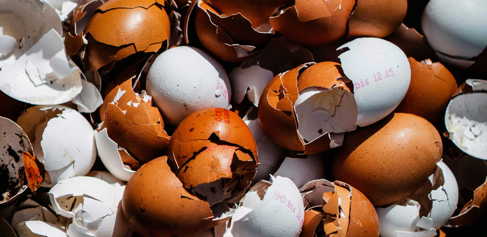 A closeup of eggshells